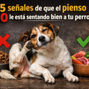 5 señales de que el pienso no le está sentando bien a tu perro (y qué hacer al respecto)