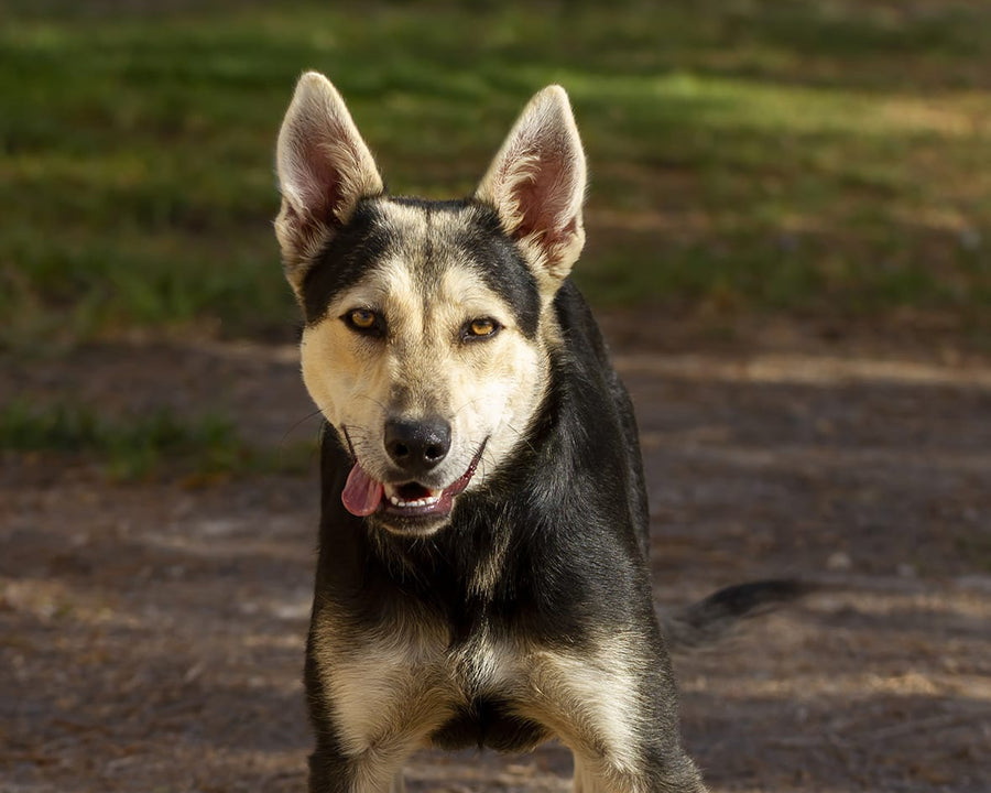 ARES