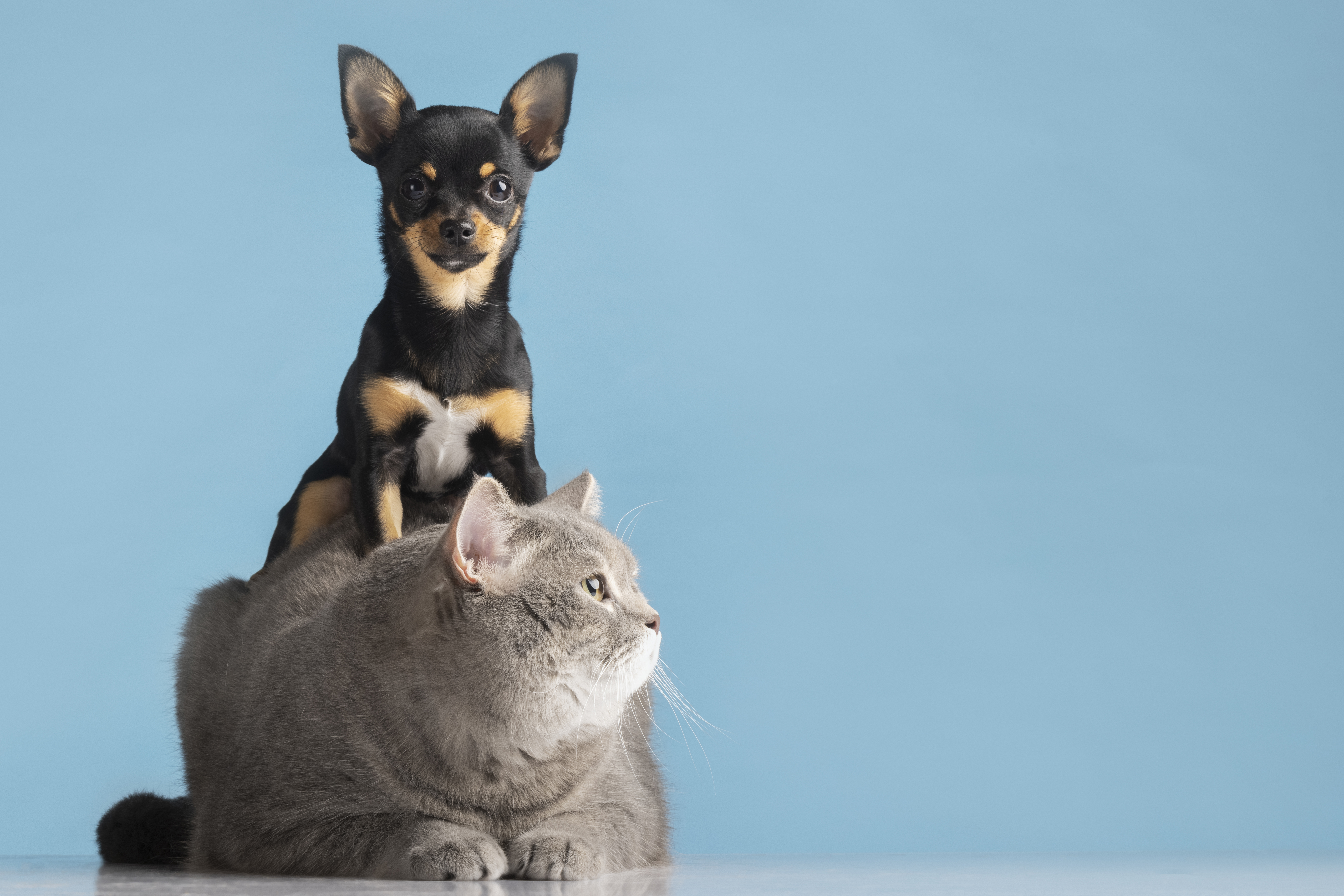Tips para la convivencia entre perros y gatos