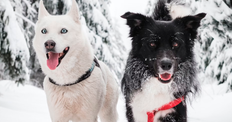 ¿Los perros pasan frío en invierno?